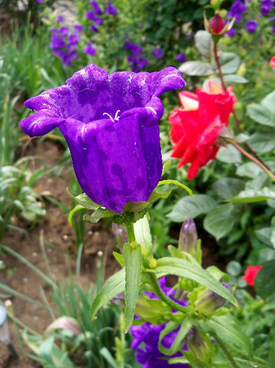 101_9856p1 - CAMPANULA 2013