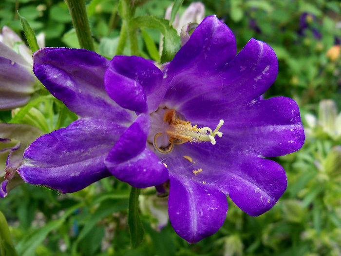 101_9778p1 - CAMPANULA 2013