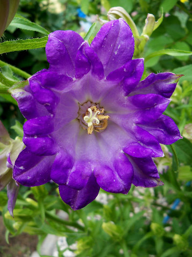 101_9779p1 - CAMPANULA 2013