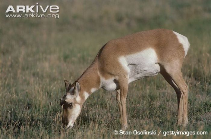 Female-pronghorn-feeding - x60-Antilopa americana