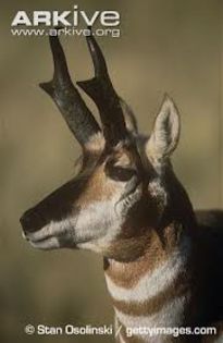 images (2) - x60-Antilopa americana