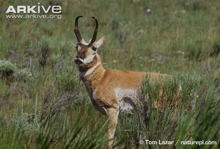 Male-pronghorn-flehmen-behaviour