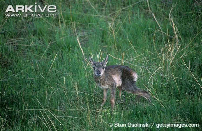 Newborn-pronghorn