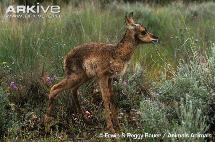 One-week-old-pronghorn-fawn - x60-Antilopa americana