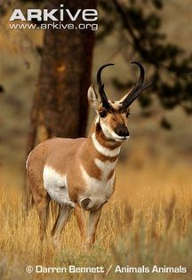 Pronghorn-buck - x60-Antilopa americana