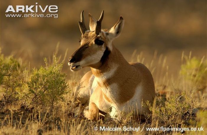 Pronghorn-buck-at-rest - x60-Antilopa americana