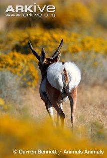 Pronghorn-buck-displaying-rear-to-warn-others-of-danger - x60-Antilopa americana