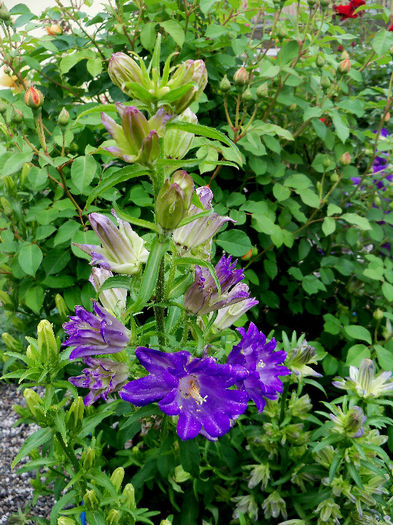 101_9781p1 - CAMPANULA 2013