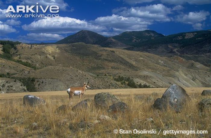 Pronghorn-buck-in-plains-habitat - x60-Antilopa americana