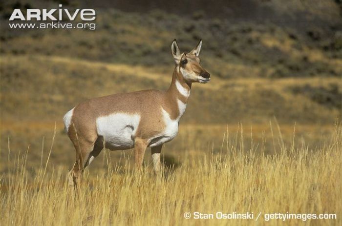 Pronghorn-doe