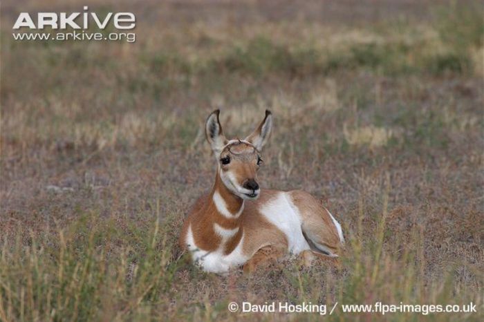 Pronghorn-doe-at-rest - x60-Antilopa americana