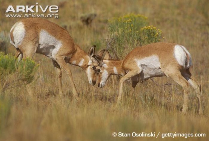 Pronghorn-fawns-sparring - x60-Antilopa americana