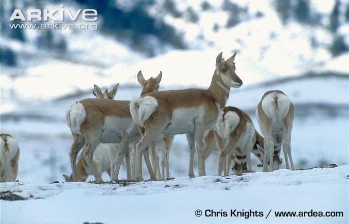 Pronghorn-group-in-snow-covered-habitat - x60-Antilopa americana