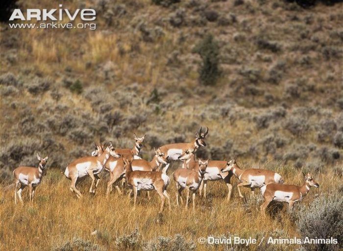 Pronghorn-herd - x60-Antilopa americana