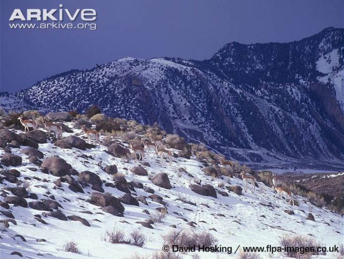 Pronghorn-herd-in-mountain-habitat - x60-Antilopa americana