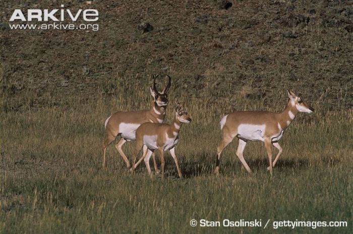 Pronghorn-male-courting-female-with-young - x60-Antilopa americana