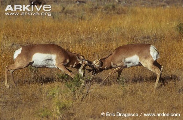 Pronghorn-males-fighting - x60-Antilopa americana