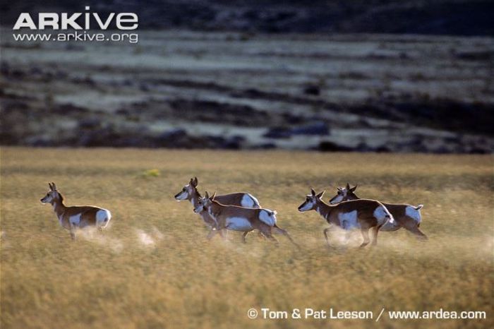 Pronghorn-running-in-habitat - x60-Antilopa americana