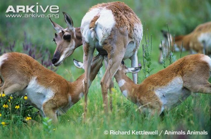 Pronghorn-twin-fawns-nursing - x60-Antilopa americana