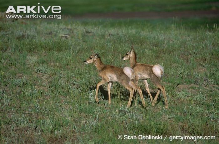 Pronghorn-twin-fawns-walking - x60-Antilopa americana