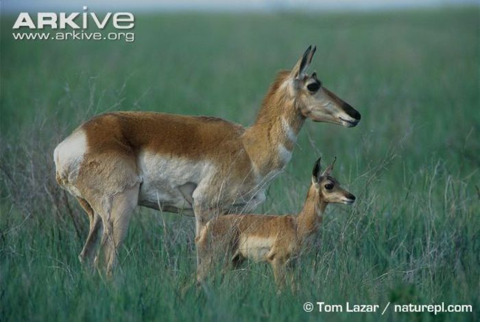 Pronghorn-with-young - x60-Antilopa americana