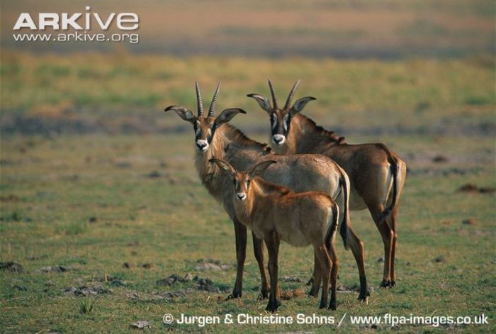 Adult-roan-antelope-with-young - x61-Antilopa cal