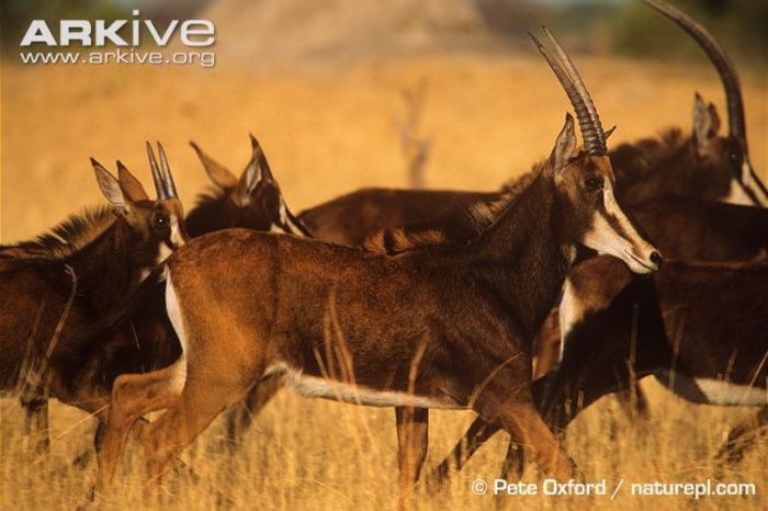 Common-sable-herd - x61-Antilopa cal