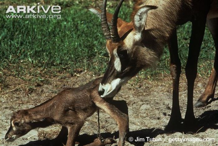 Female-roan-antelope-cleaning-newborn