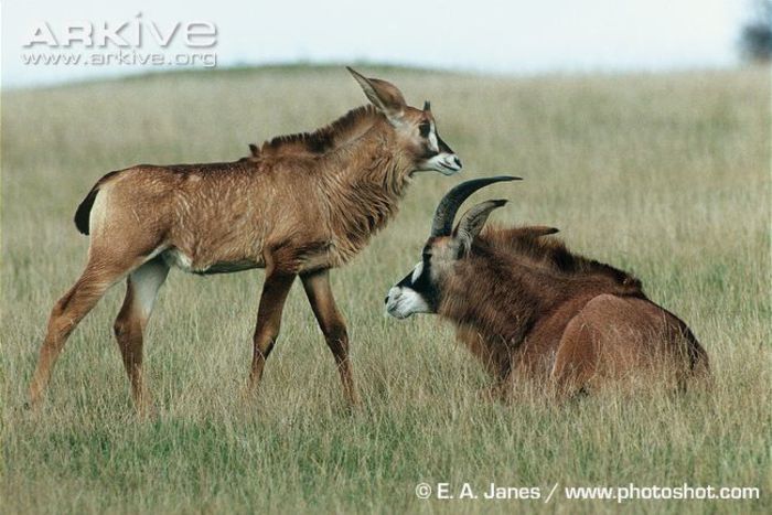 Female-roan-antelope-with-young - x61-Antilopa cal