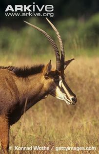 Female-sable-antelope - x61-Antilopa cal