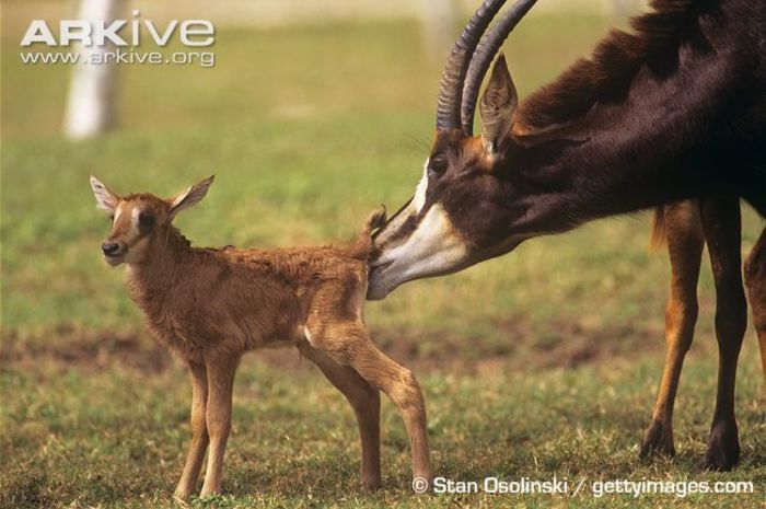 Female-sable-antelope-cleaning-newborn-infant