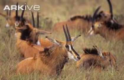 Female-sable-antelopes-lying-in-grass - x61-Antilopa cal