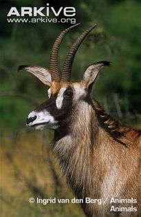 Male-roan-antelope - x61-Antilopa cal