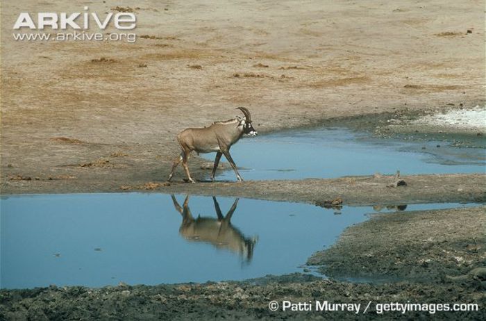 Male-roan-antelope-at-waterhole - x61-Antilopa cal