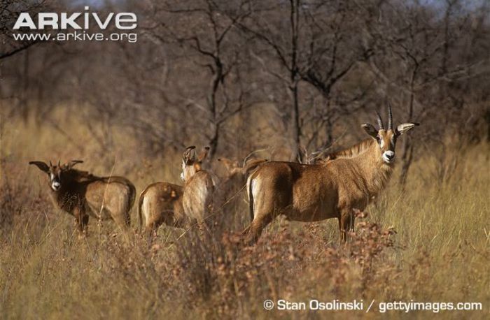Male-roan-antelope-with-herd