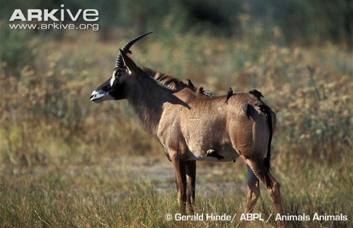 Male-roan-antelope-with-oxpeckers - x61-Antilopa cal
