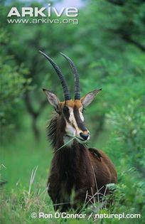 Male-Roosevelts-sable-feeding - x61-Antilopa cal