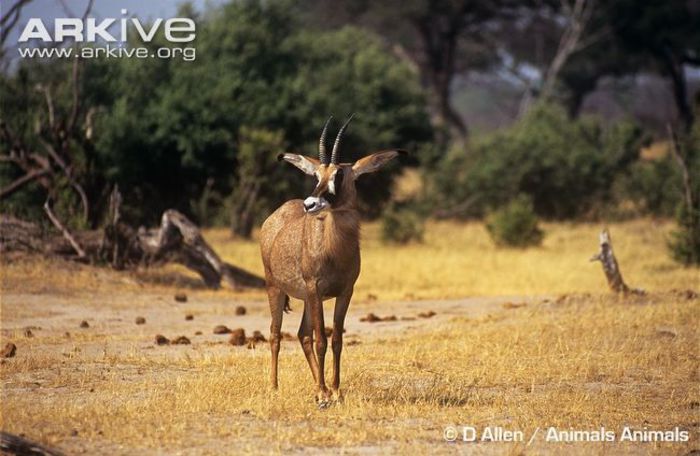Roan-Antelope - x61-Antilopa cal