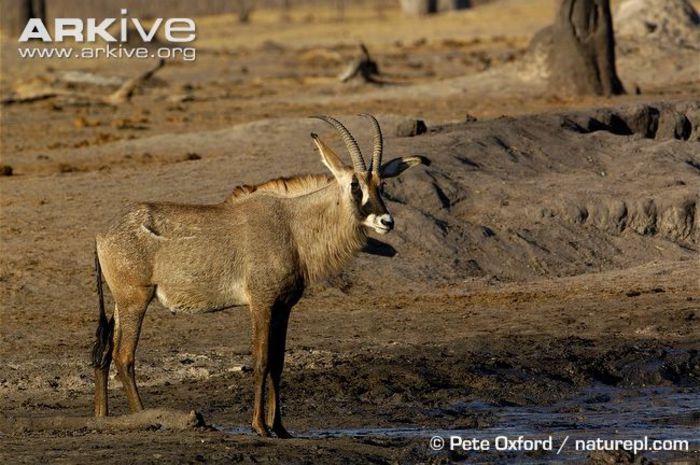Roan-antelope-at-waterhole - x61-Antilopa cal
