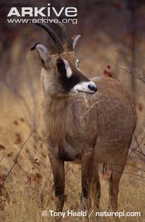 Roan-antelope-feeding - x61-Antilopa cal