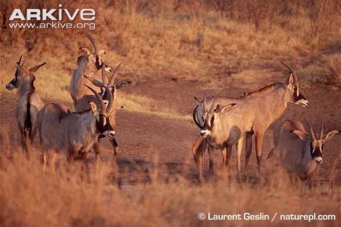 Roan-antelope-herd-at-waterhole - x61-Antilopa cal
