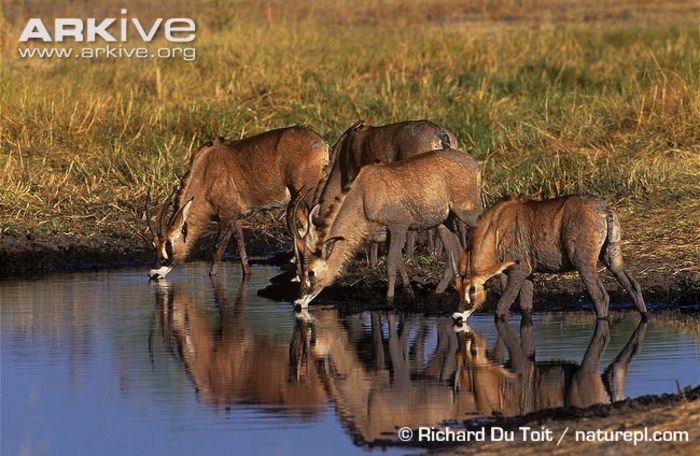 Roan-antelope-herd-drinking - x61-Antilopa cal