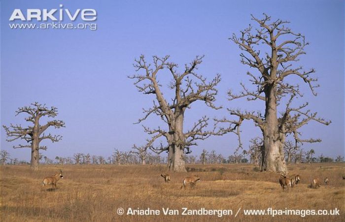 Roan-Antelope-herd-near-baobab-trees - x61-Antilopa cal