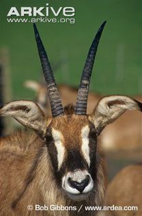 Roan-antelope-portrait - x61-Antilopa cal