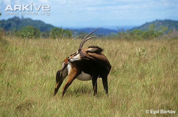 Roosevelts-sable-grooming