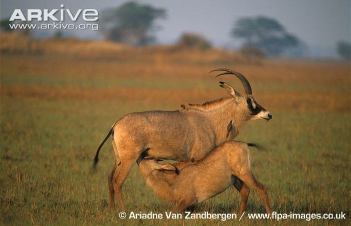 Young-roan-antelope-suckling - x61-Antilopa cal