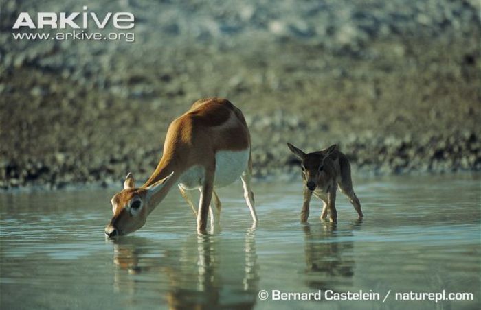 Adult-female-and-juvenile-blackbuck-drinking - x62-Antilopa cu coarne spiralate