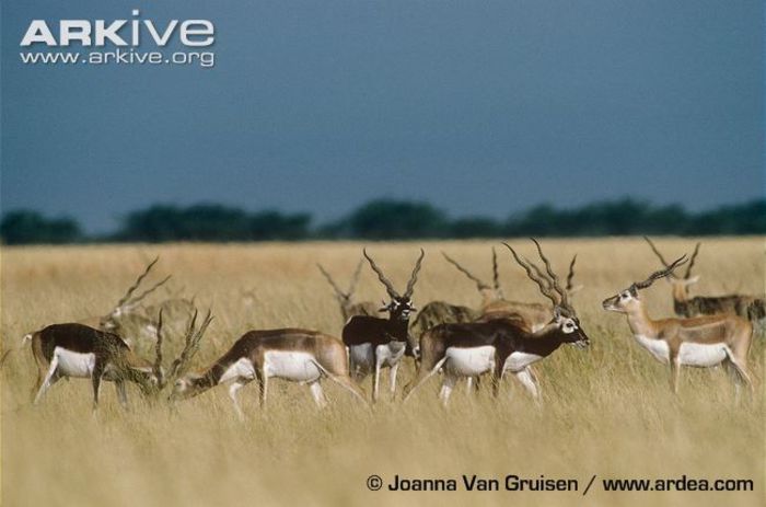 Bachelor-herd-of-blackbucks - x62-Antilopa cu coarne spiralate