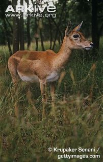 Female-blackbuck Female-blackbuck