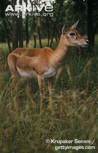 Female-blackbuck